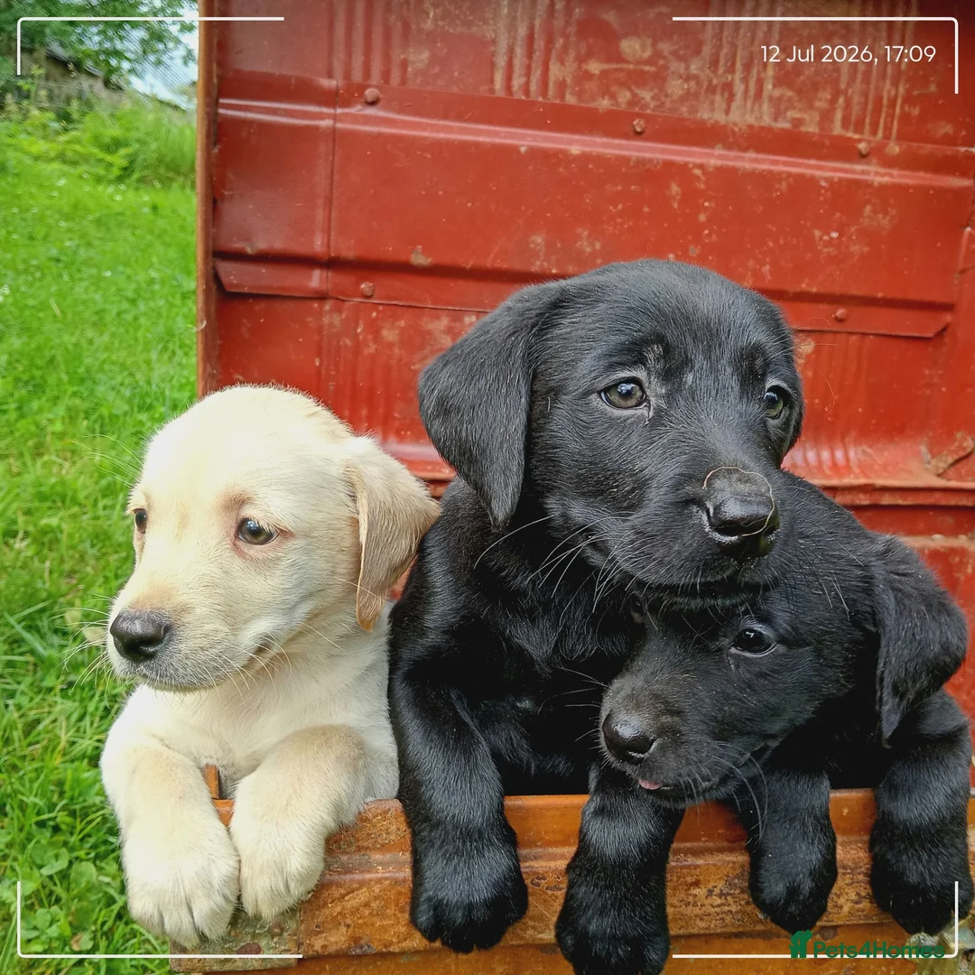 Labrador Retriever dogs for sale: Labrador puppies  - Advert 2