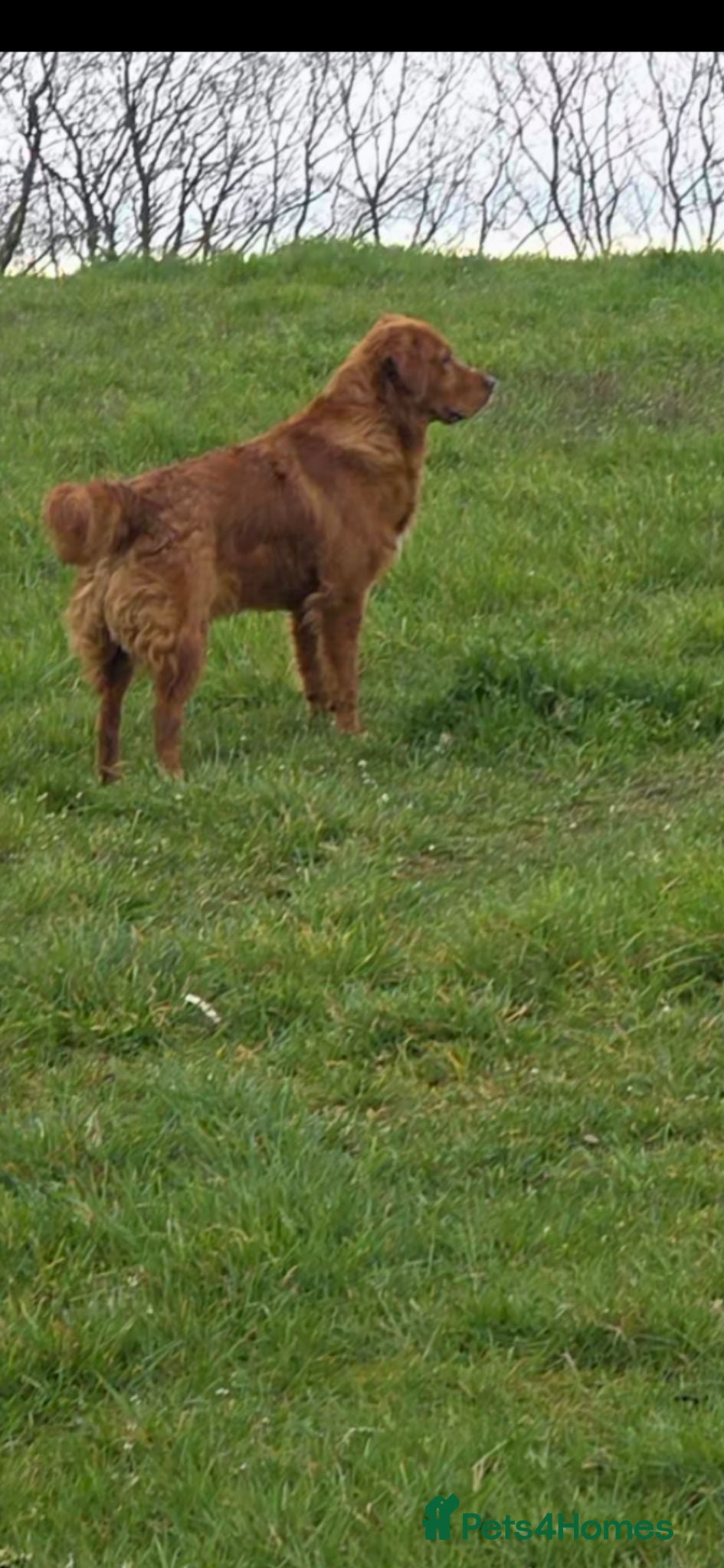 Golden Retriever dogs Kc registered dark red stud dog  - Advert 2