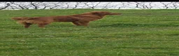 Golden Retriever dogs for stud: Kc registered dark red stud dog  - Advert 2