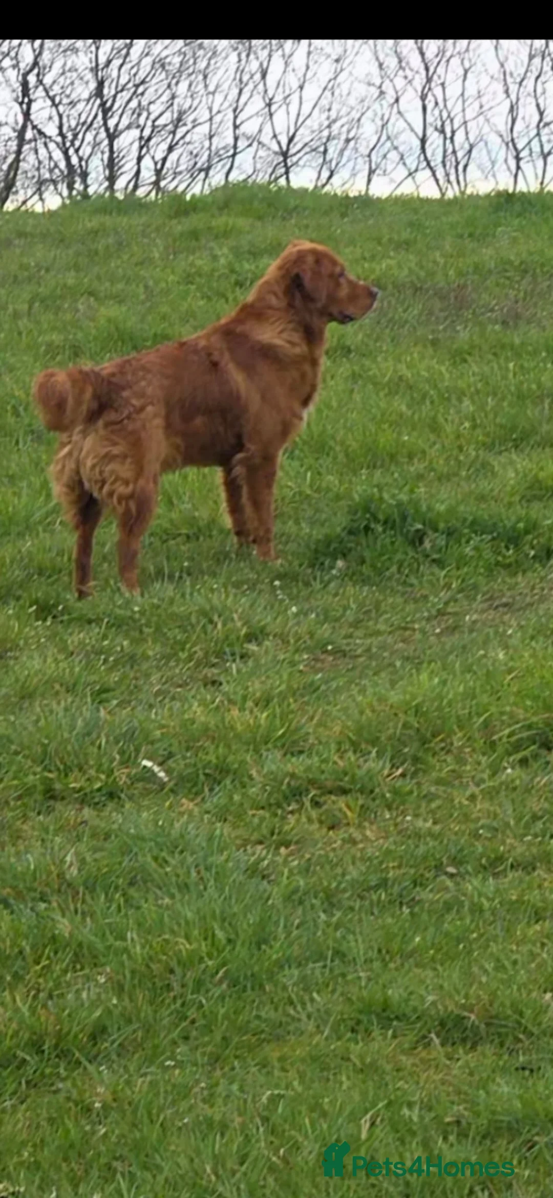 Golden Retriever dogs for stud: Kc registered dark red stud dog  - Advert 2