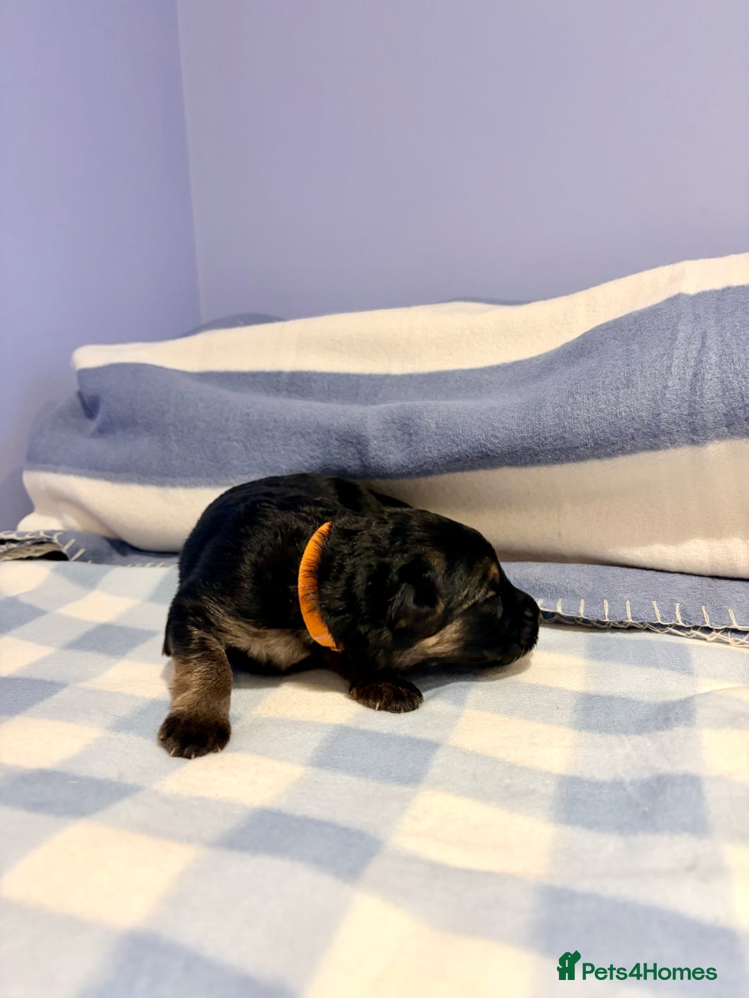 German Shepherd dogs for sale: 🐶 Beautiful KC Registered Puppies Available 🐶 - Advert 7