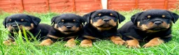 Rottweiler dogs for sale: Beautiful Rottweiler Puppies  in Chessington - Advert 3
