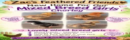 Mixed Breed poultry for sale: Chicks mixed farm breed  in Chorley - Advert 2