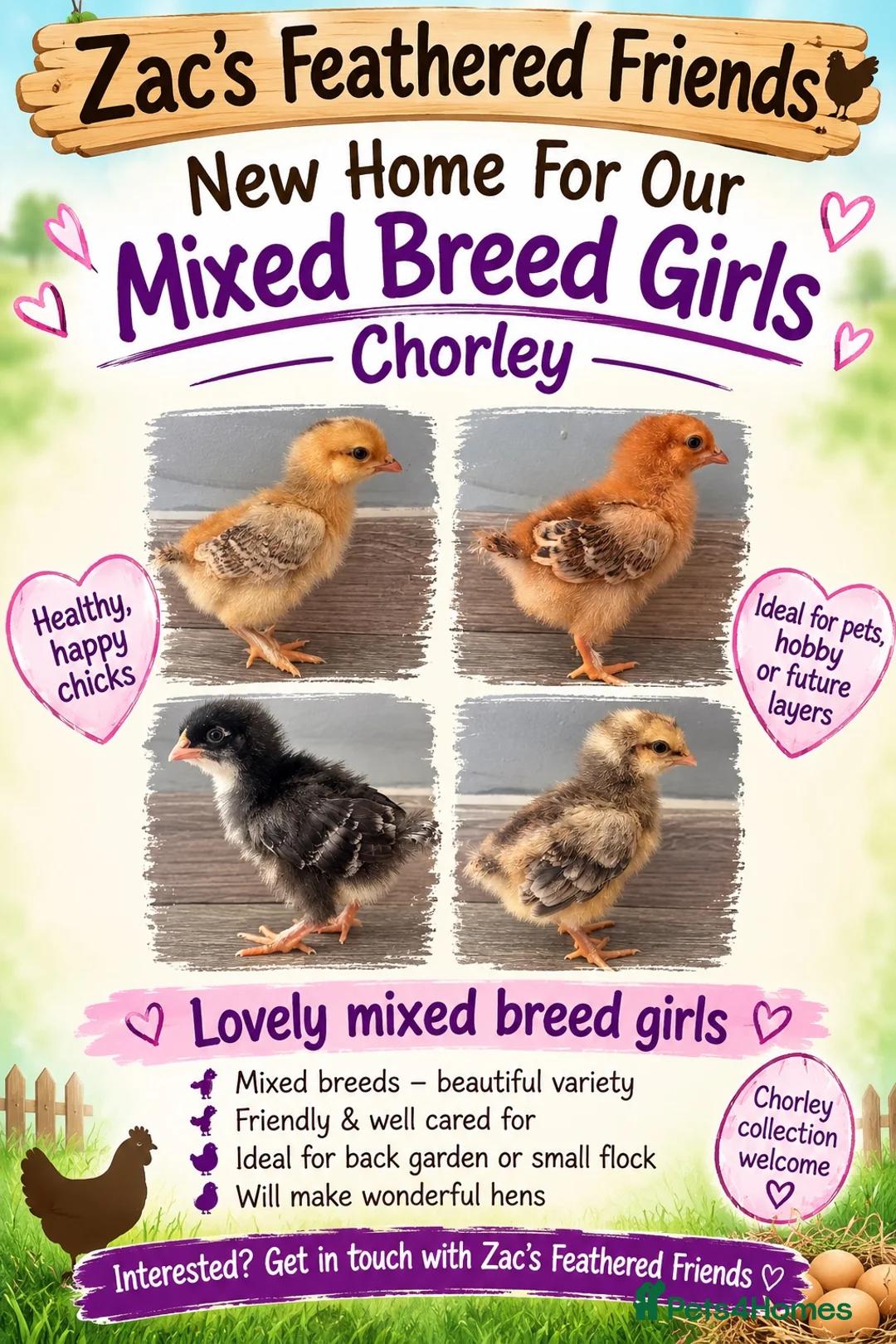 Mixed Breed poultry for sale: Chicks mixed farm breed  in Chorley - Advert 2
