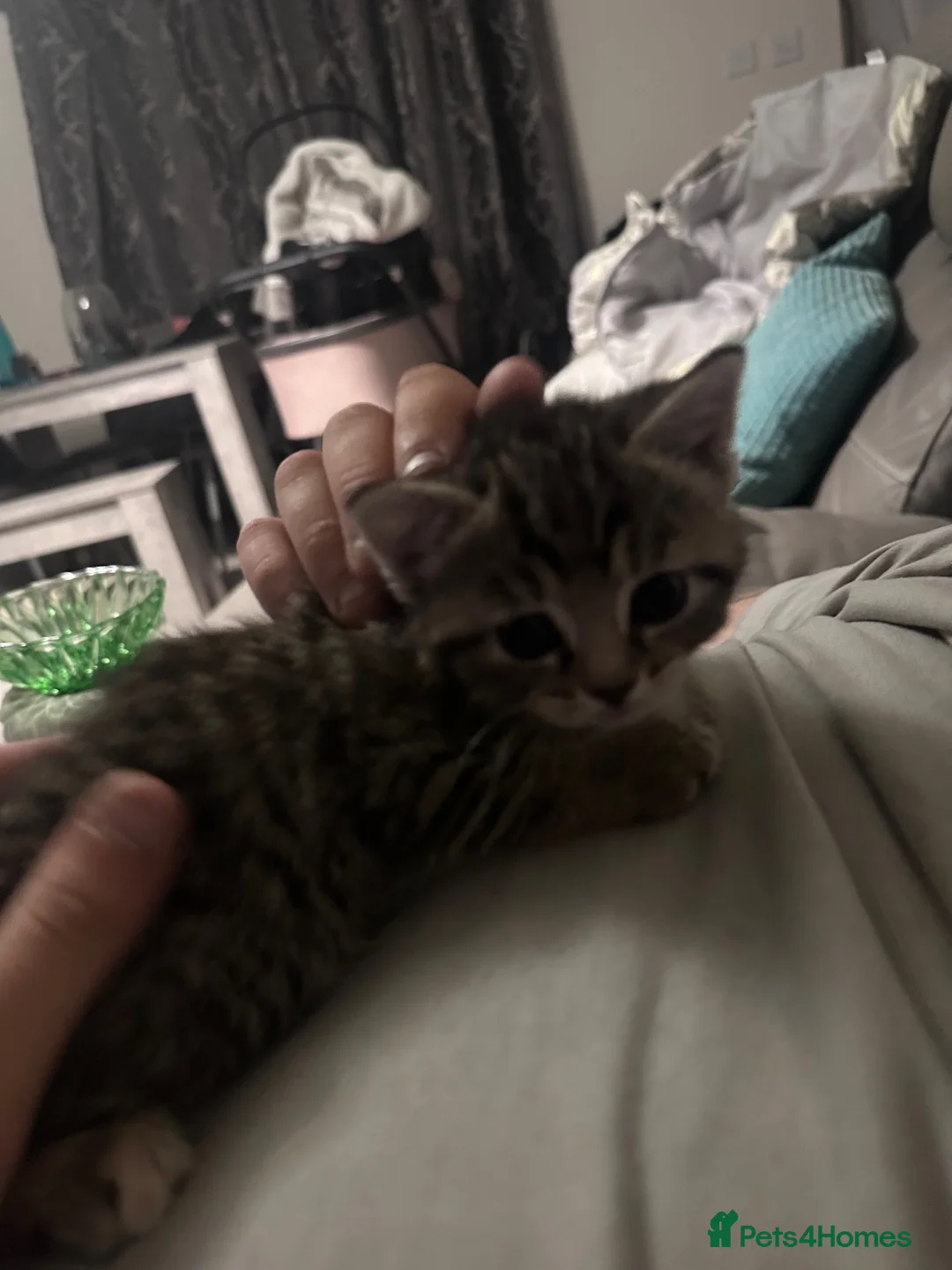 Mixed Breed cats for sale: Playful tabby and ginger kitten in Stourport-on-Severn - Advert 2