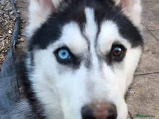 Siberian Husky dogs Husky puppy for sale - Advert 1