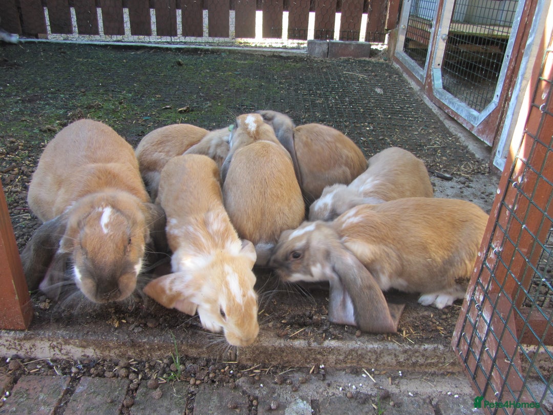 English Lop rabbits for sale: GENUINE ENGLISH LOPS (PURE BRED) - Image 3