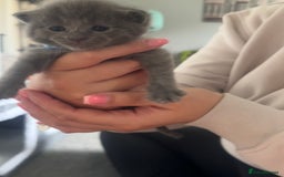 Maine Coon cats for sale: Kittens  - Image 25