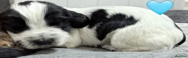 Cocker Spaniel 1