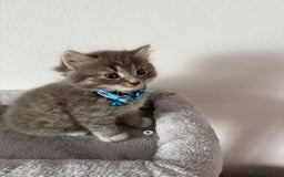 British Shorthair cats for sale: Beautiful bred British shorthairs  - Image 29