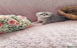 Scottish Fold cats for sale: Stunning TICA Registered Babies in Bolton - Image 32
