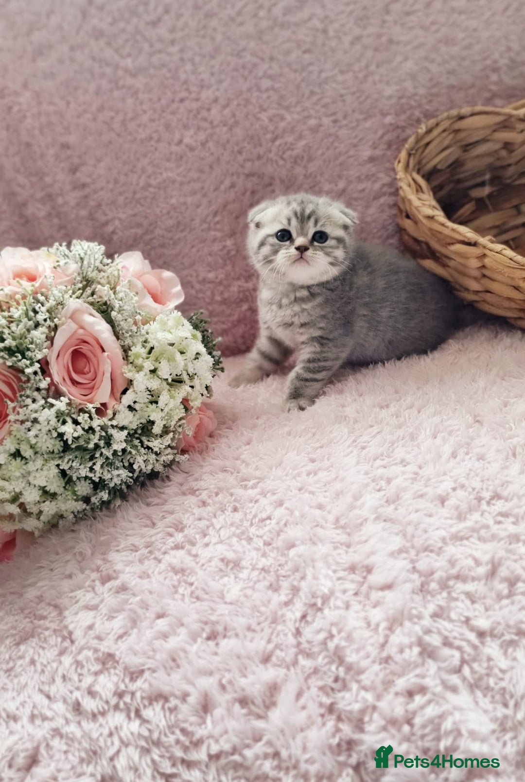 Scottish Fold cats for sale: Stunning TICA Registered Babies in Bolton - Image 32