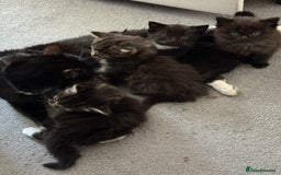 Maine Coon cats for sale: 13week-old fluffy black kitten/part Maine Coon - Image 10