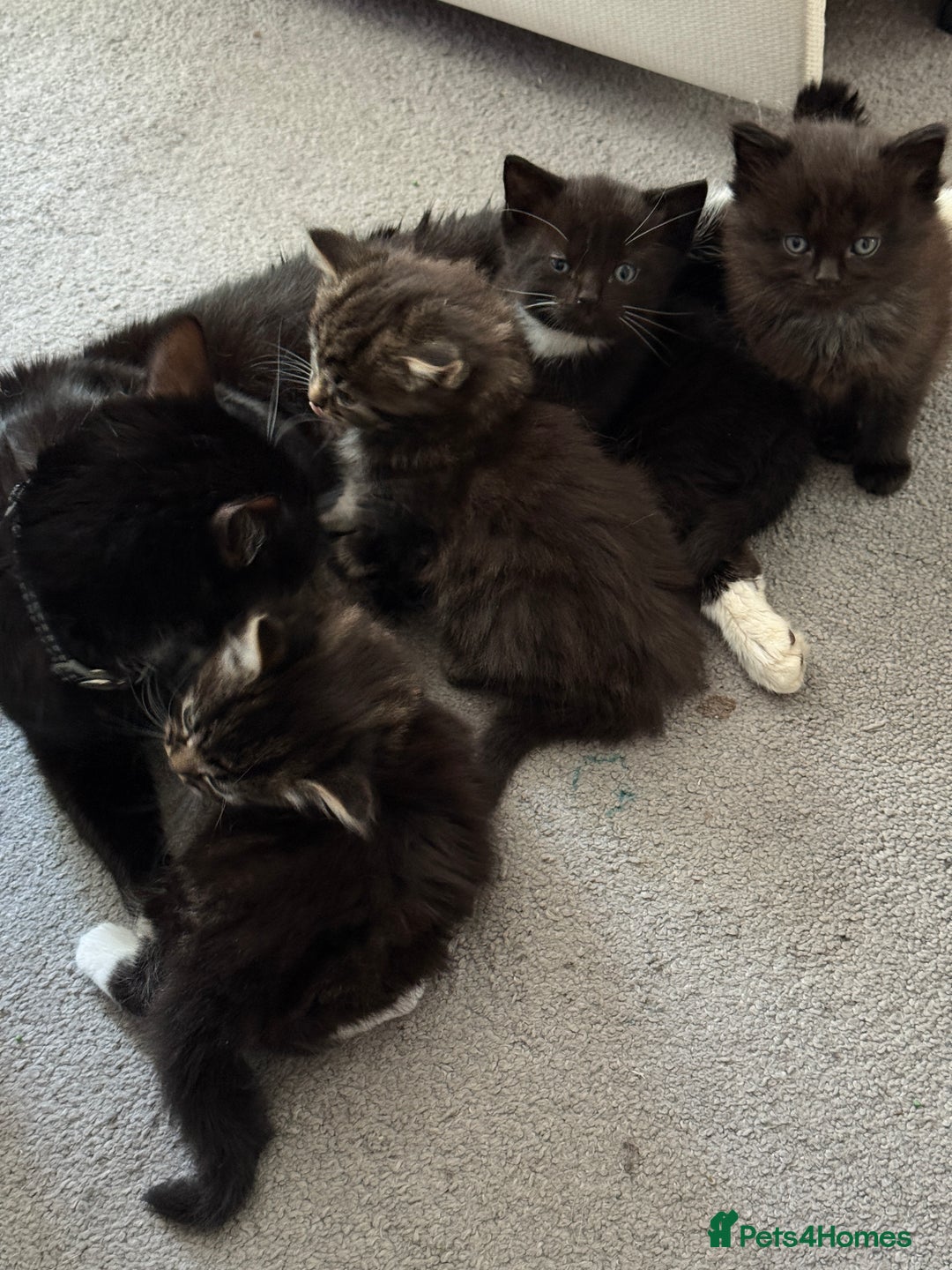 Maine Coon cats for sale: 13week-old fluffy black kitten/part Maine Coon - Image 10