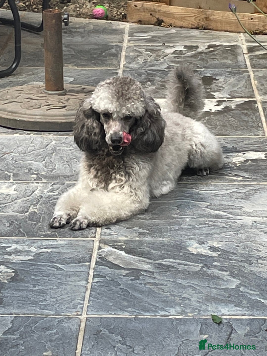 Miniature Poodle dogs for stud: Mister Kent Merlin silver miniature Poodle Stud in London - Advert 6