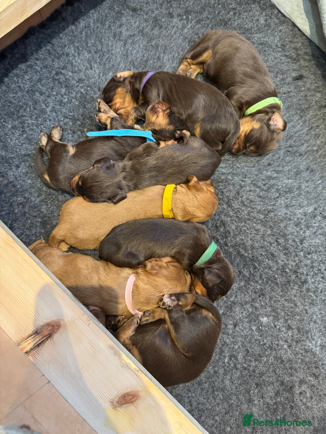 Cocker Spaniel dogs for sale: Working cocker Female Puppy  - Advert 5