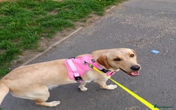 Labrador Retriever dogs for sale: Shelby 1 Year old Yellow Labrador  - Image 8