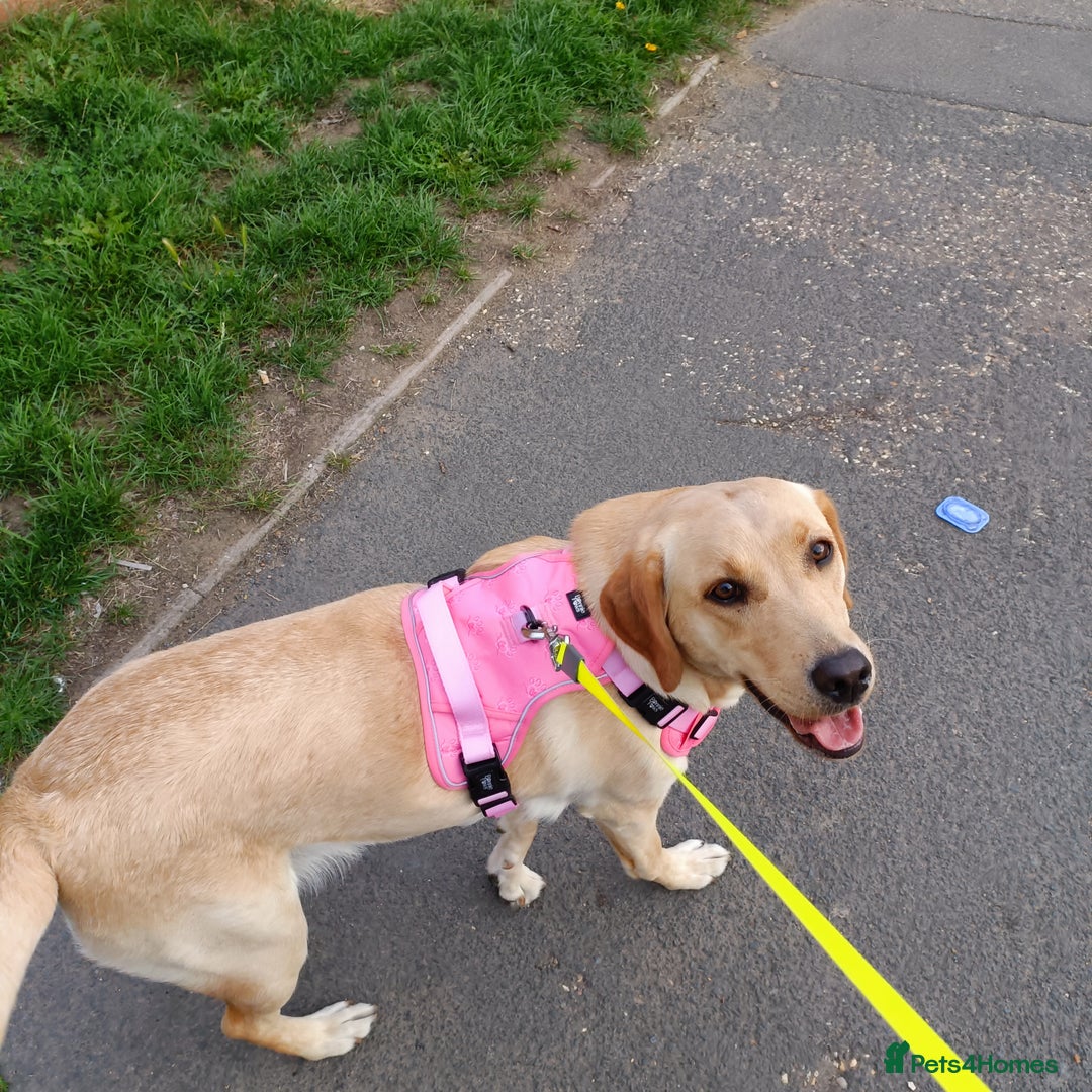 Labrador Retriever dogs for sale: Shelby 1 Year old Yellow Labrador  - Image 8