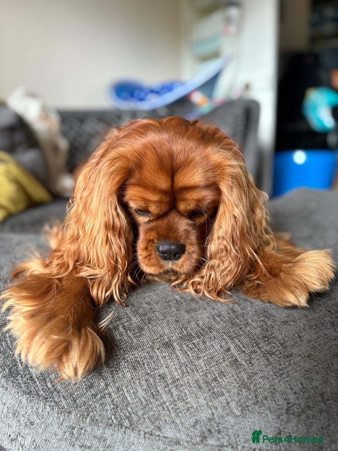 Cavalier King Charles Spaniel dogs for stud: KC Reg Health Tested Proven Cavalier King Charles in Salisbury - Advert 2
