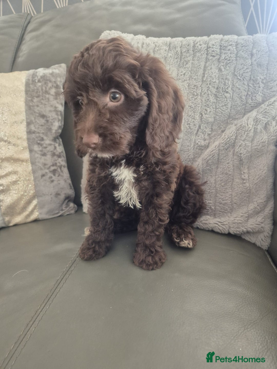 Cockapoo dogs for sale: F1 cockapoo - Ready Now - Image 8