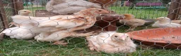 Chickens poultry for sale: 4 weeks old Brahma chicks,  7 weeks old chicks - Advert 4