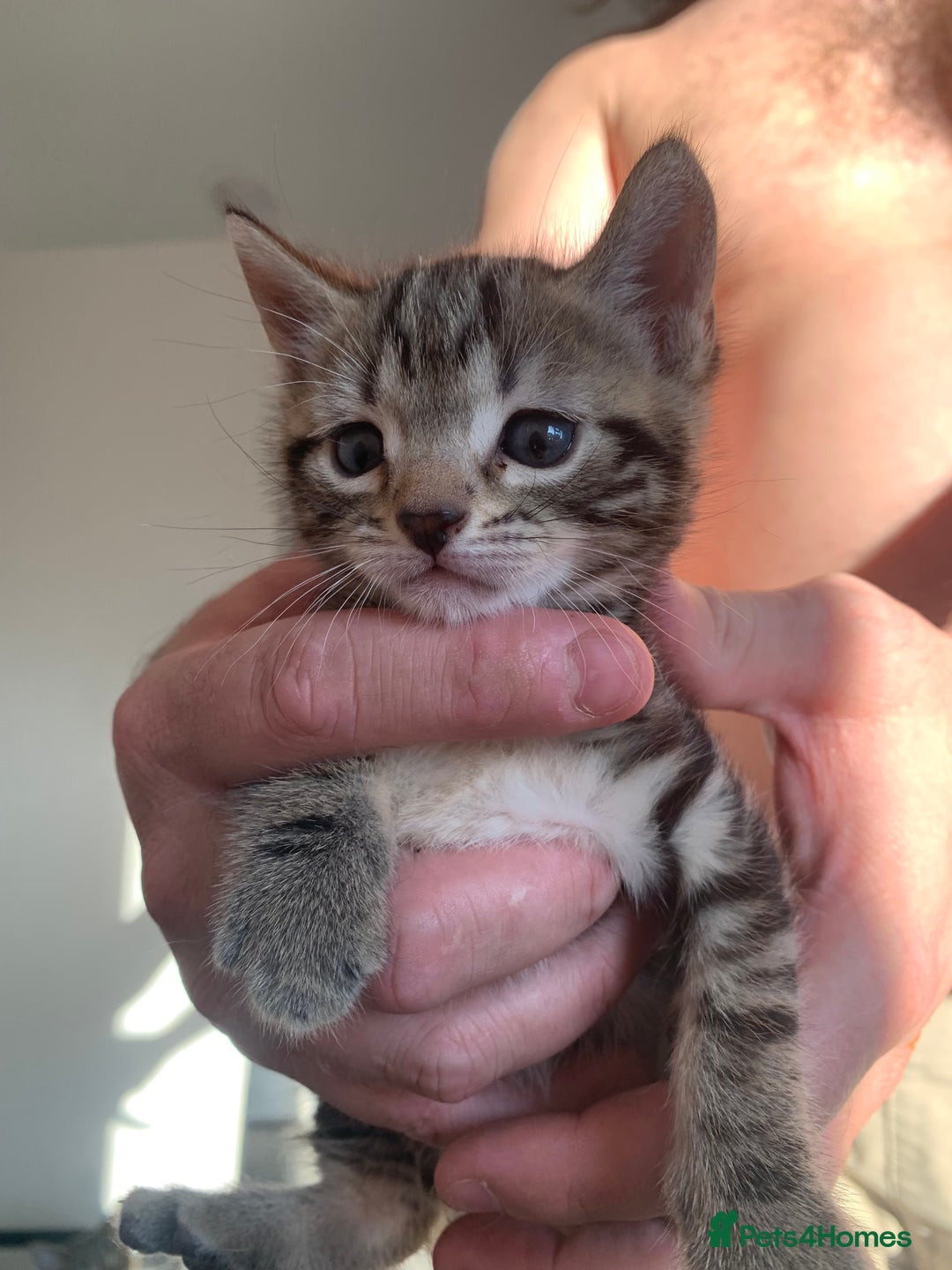 Mixed Breed cats for sale: Kitten for sale  - Image 3