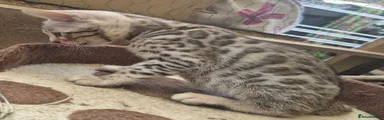 Bengal 1