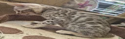 Bengal cats for sale: 2 beautiful full bengal kits - Advert 1
