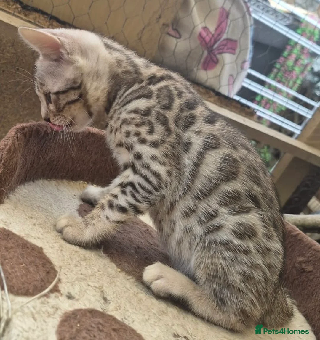 Bengal cats for sale: 2 beautiful full bengal kits - Advert 1