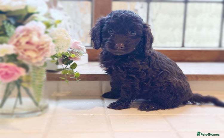 Cockapoo dogs - Advert 14