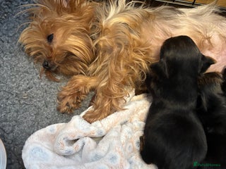 Yorkshire Terrier dogs - Advert 1