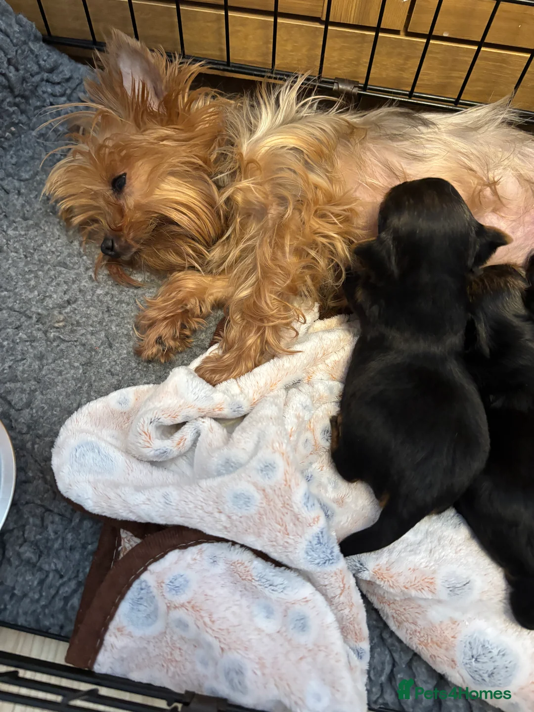 Yorkshire Terrier dogs for sale: Beautiful ned (pedigree name) - Advert 3