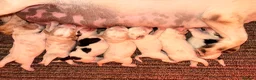 Beagle dogs for sale: STUNNING KC 5 GEN TRI COLOUR/TAN+WHITE BEAGLE PUPS - Advert 16