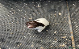 English Springer Spaniel dogs for sale: KC registered Springer Spaniel puppies for sale  - Image 4