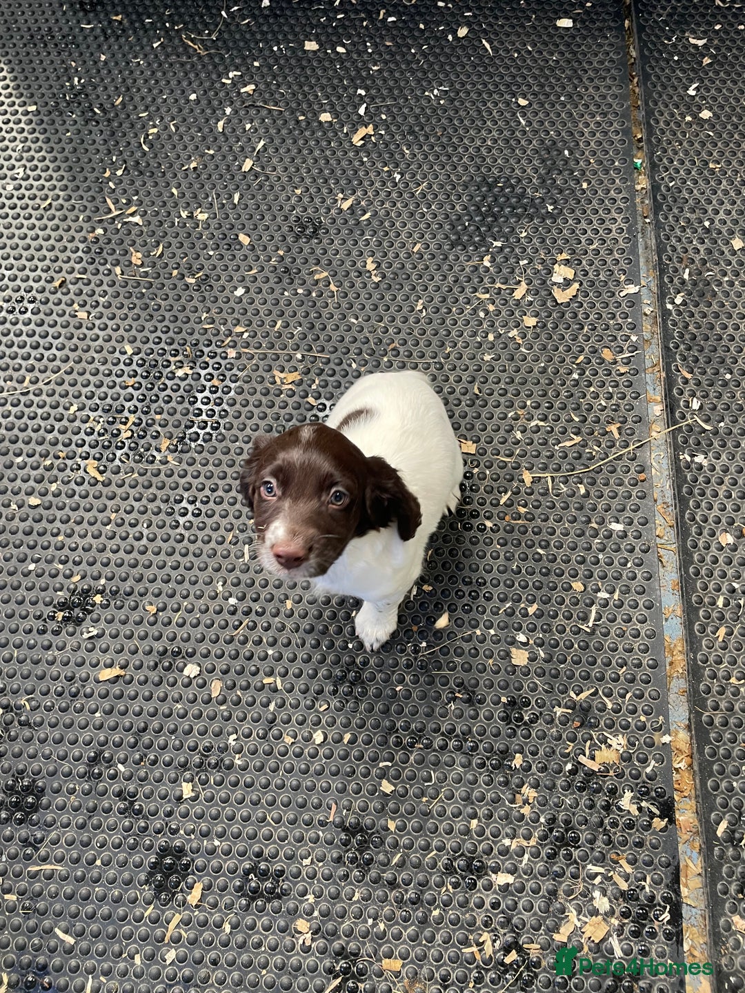 English Springer Spaniel dogs for sale: KC registered Springer Spaniel puppies for sale  - Image 4