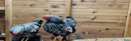 Chickens poultry for sale: Chicks and chickens available  in Stoke-on-Trent - Advert 3