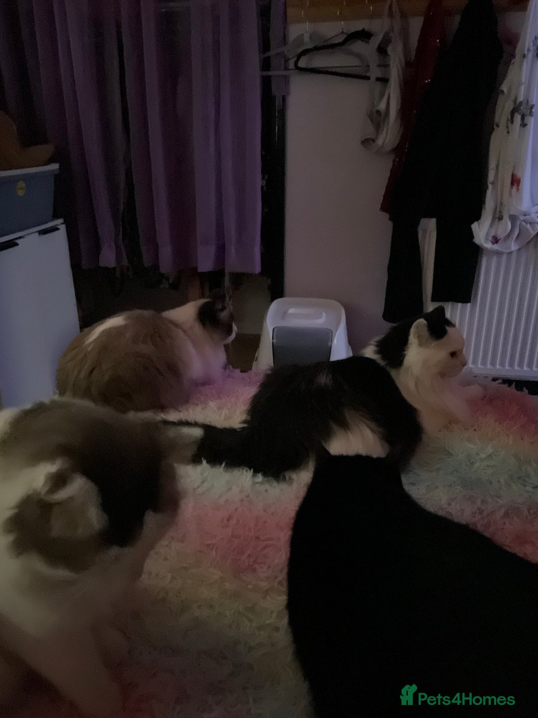 Gallery Image {{count}}