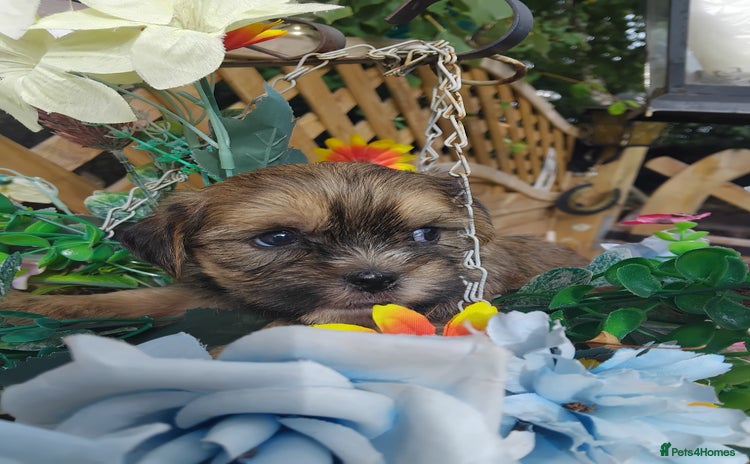 Yorkshire Terrier dogs - Advert 4