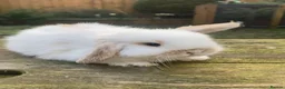 Mini Lop rabbits for sale: Mini Lop baby bunnies  - Advert 3