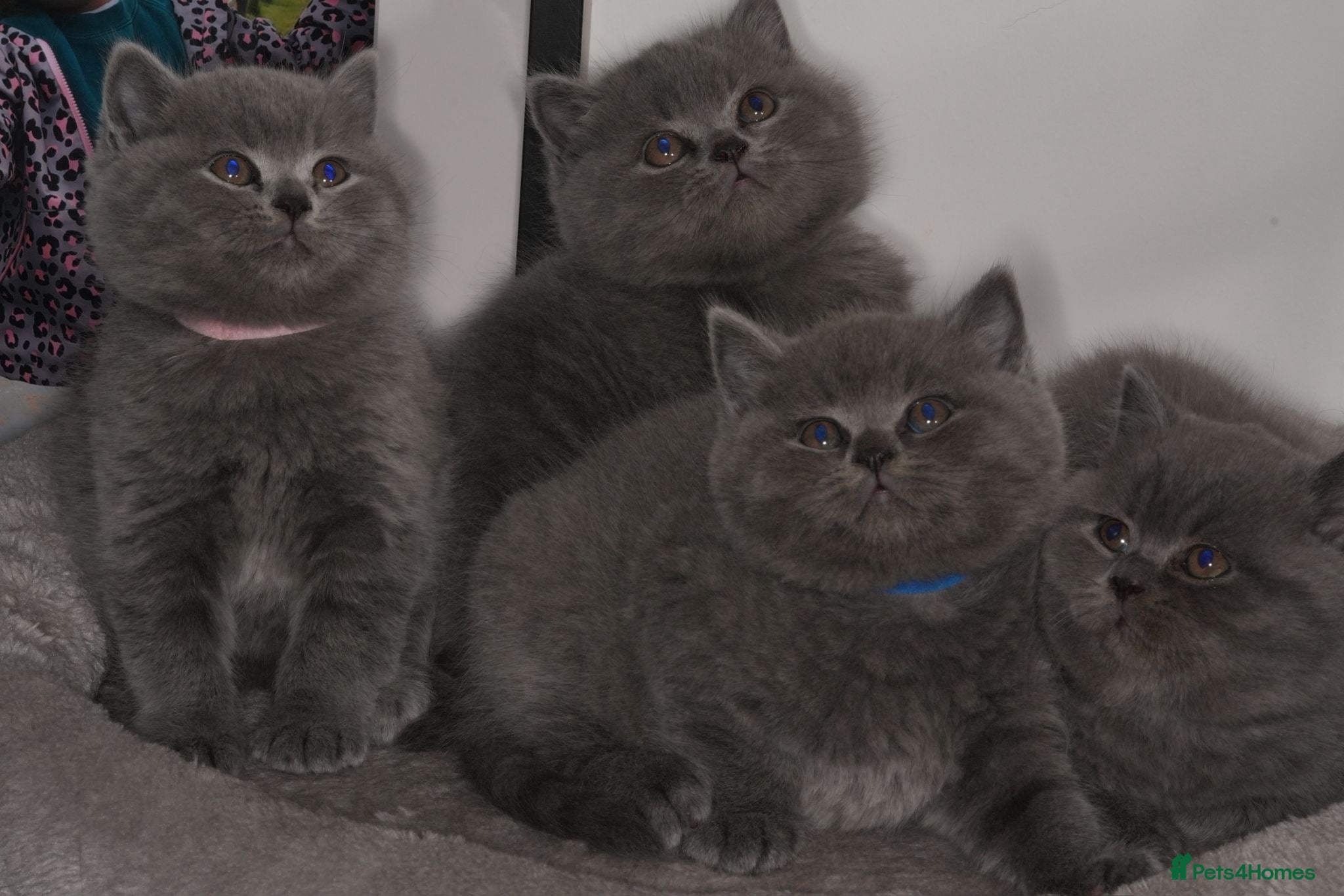 British Shorthair cats Stunning kittens available  - Advert 1