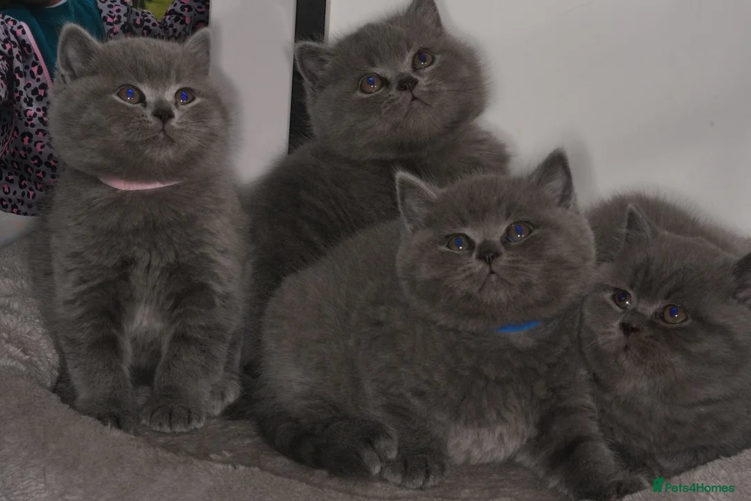 British Shorthair cats for sale: Stunning kittens available  - Advert 1