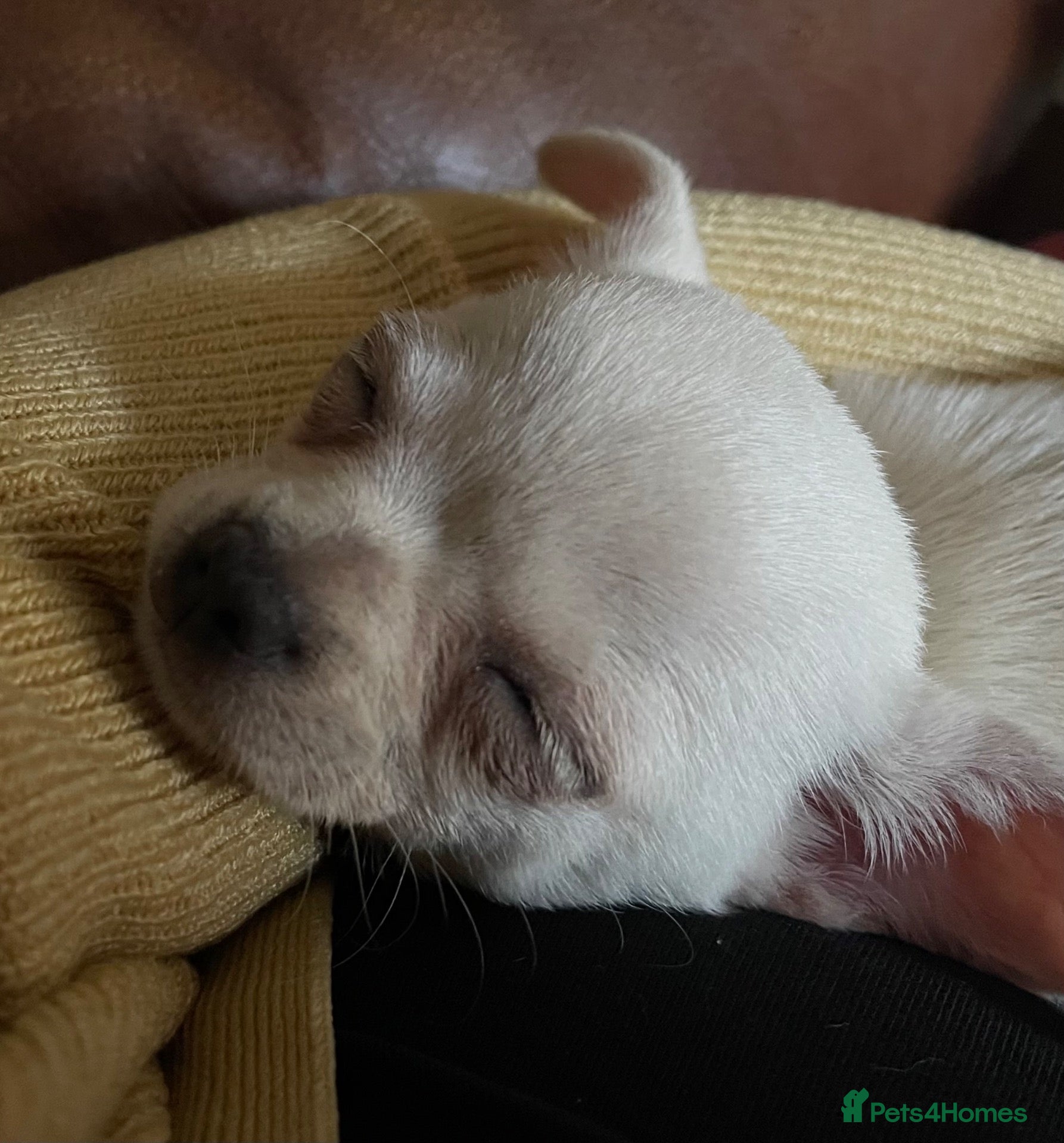 Chihuahua dogs  1 brilliant boy. Adventurous, affectionate, fun. - Advert 1