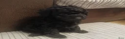 Toy Poodle dogs for sale: Ready to leave from 21st July 2x Gorgeous girls   - Advert 8