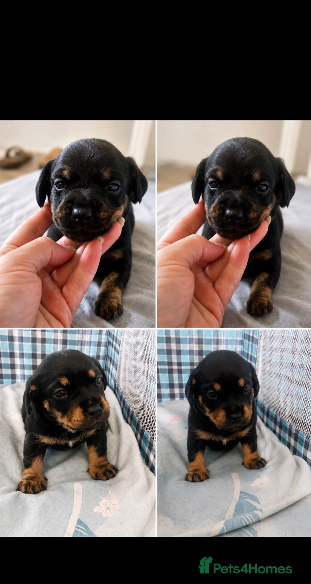 Mixed Breed dogs French bull weiners  - Advert 1