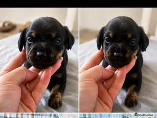 Mixed Breed dogs French bull weiners - Advert 1
