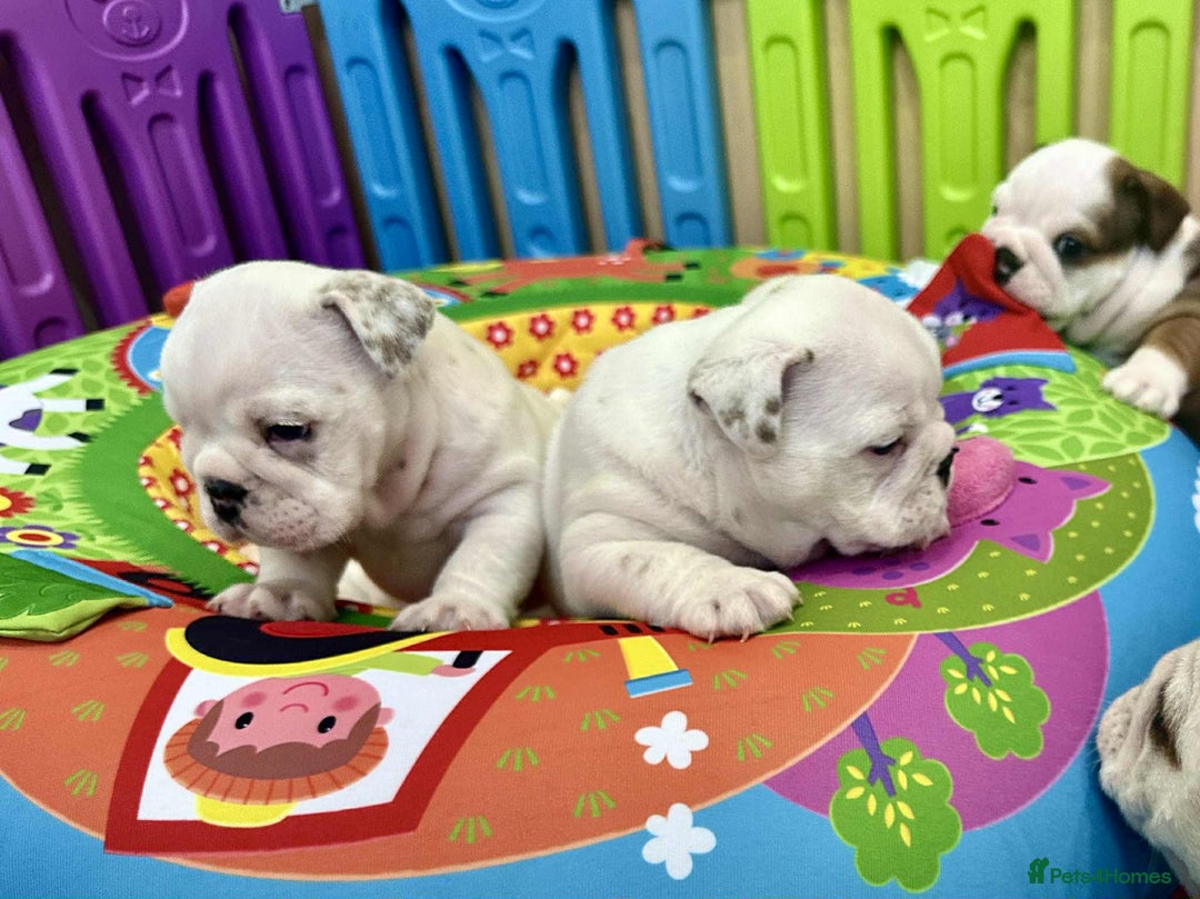English Bulldog dogs for sale: ** PUREBRED STANDARD COLOUR BULLDOG PUPPIES** - Advert 26