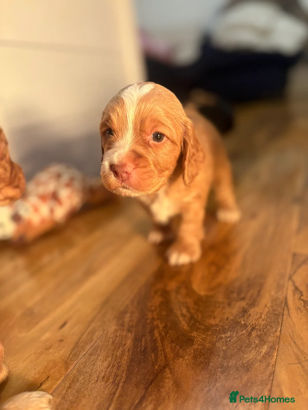 Cocker Spaniel dogs for sale: Cocker spaniel pups for sale  - Advert 8