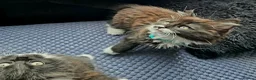 Mixed Breed cats for sale: Two fluffy kittens looking for forever loving home - Advert 5
