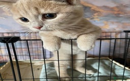 British Shorthair cats for sale: British shorthair kittens  - Image 4