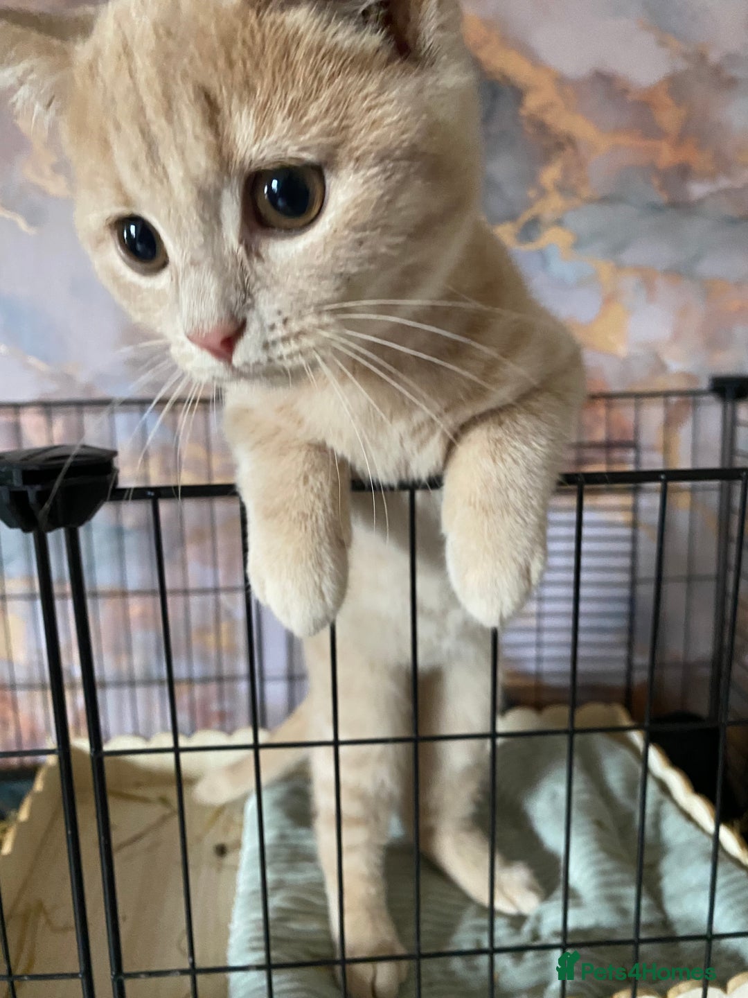 British Shorthair cats for sale: British shorthair kittens  - Image 4